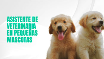 Asistente de veterinario en pequeñas mascotas